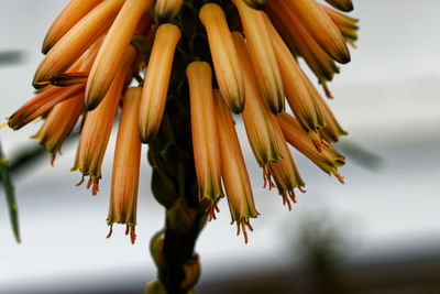 Close-up of red flower