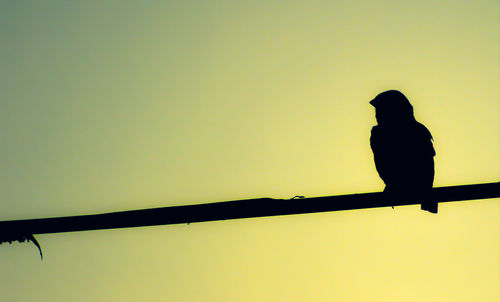 Silhouette bird perching on pole against sky during sunset