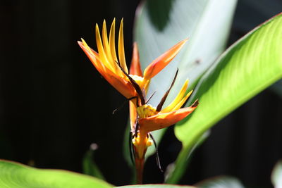 Close-up of orange flower