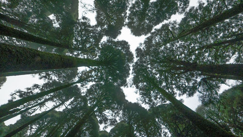 Low angle view of trees in forest against sky