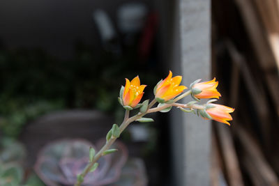 Close-up of yellow flowering plant