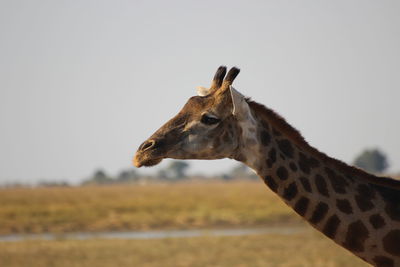 Giraffe against sky