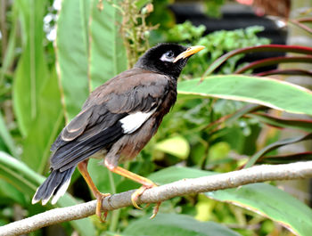 Close-up of bird perching on branch