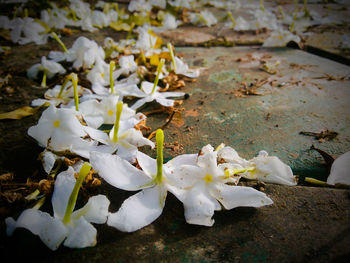 Close-up of white cherry blossom