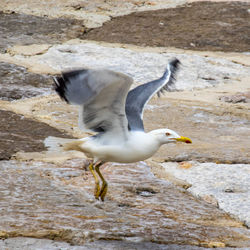 Close-up of seagull flying over water