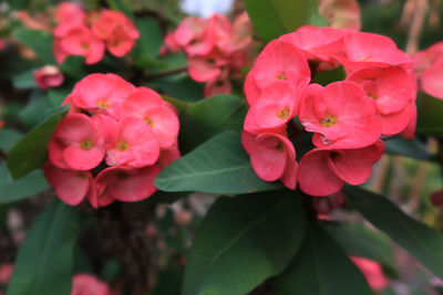 Close-up of pink flowering plant