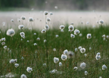 Close-up of white flowering plants on field