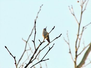 Close-up of bird perching on branch against sky