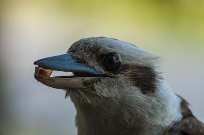 Close-up of bird