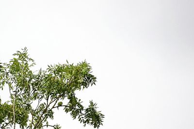 Low angle view of plant against clear sky