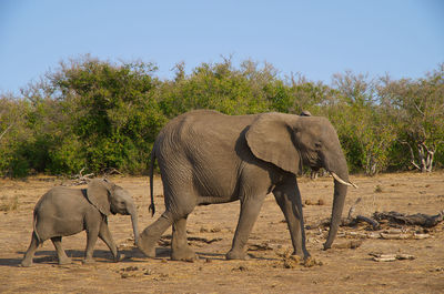 The african bush elephant