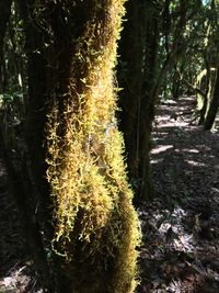 Close-up of moss growing on tree trunk