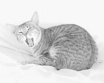 Cat relaxing against white background