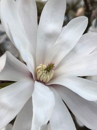 Close-up of white flower blooming outdoors