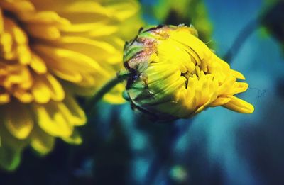 Close-up of yellow flower blooming outdoors