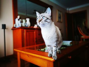 Portrait of cat sitting on table at home