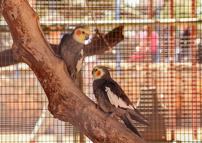 Parrots on tree trunk in cage