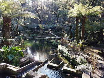 Plants and trees by water