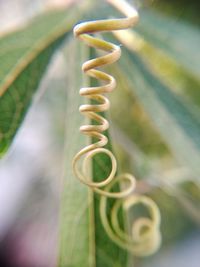 Close-up of spiral hanging