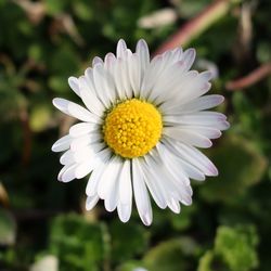 Close-up of white daisy