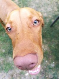 Close-up portrait of dog