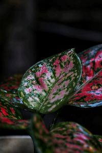 Close-up of flowering plant