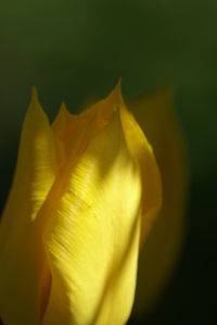 Close-up of yellow flower