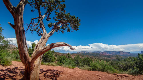 Scenic view of tree against blue sky