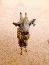 Portrait of giraffe standing outdoors