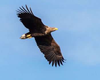 Low angle view of eagle flying against clear sky