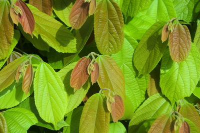 Full frame shot of leaves