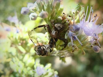 Close-up of flowers