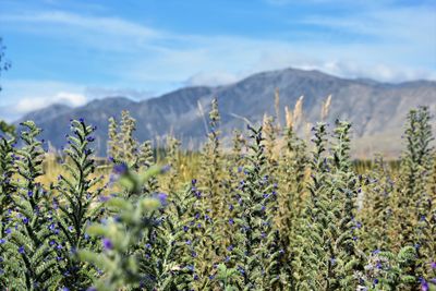 Close-up of plants growing on field against sky