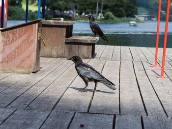 Pigeon perching on wood