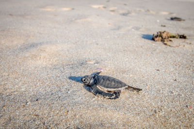 High angle view of crab on sand