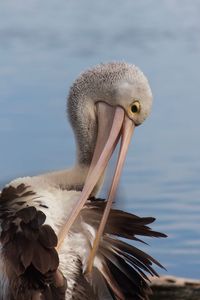 Close-up of a pelican scratching itself 