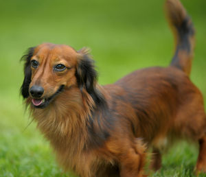 Dog looking away on field