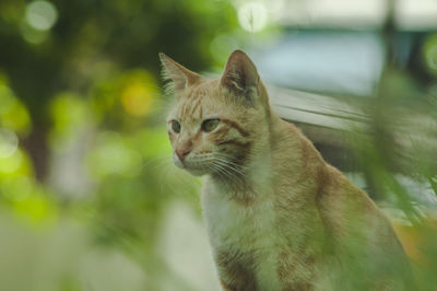 Close-up of a cat looking away