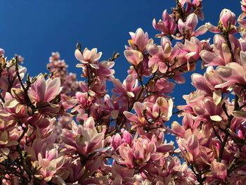Low angle view of cherry blossoms against sky
