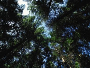 Low angle view of trees in forest