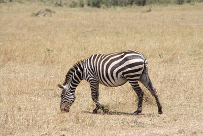 Zebra zebras in a field