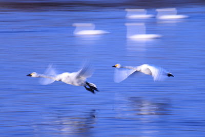 Seagull in flight