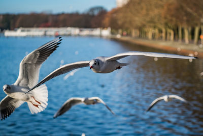 Close-up of seagulls flying over lake