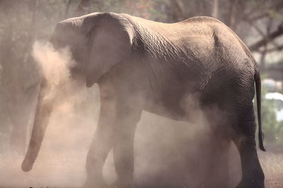 African elephant amidst dust on field