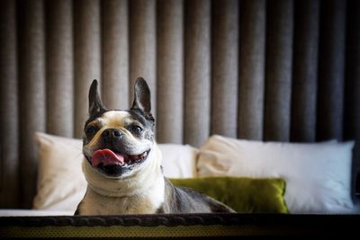 Portrait of dog relaxing at home