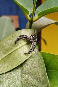 Close-up of butterfly on leaf