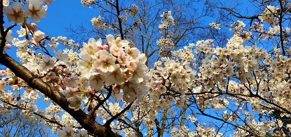 Low angle view of cherry blossoms in spring