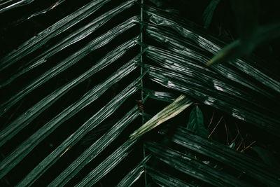 Full frame shot of green leaves