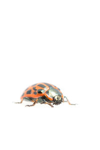 Close-up of insect over white background