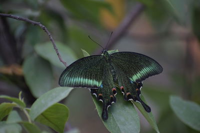 Close-up of butterfly on plant